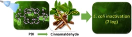 Photodynamic inactivation of E. coli with cationic imidazolyl-porphyrin photosensitizers and their synergic combination with antimicrobial cinnamaldehyde, Photochem. Photobiol
